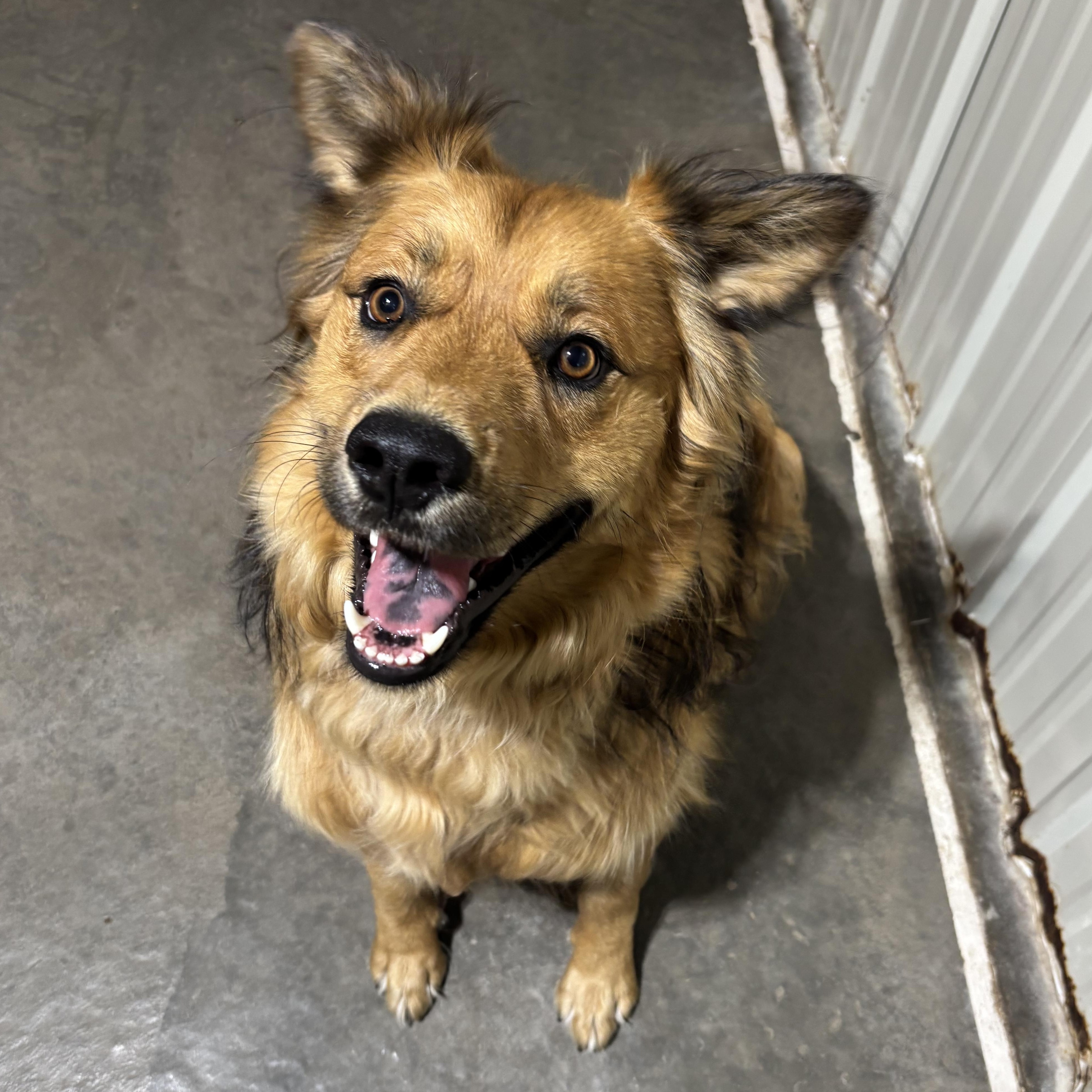 Auggie, Adoptable, Adult Male Shepherd.