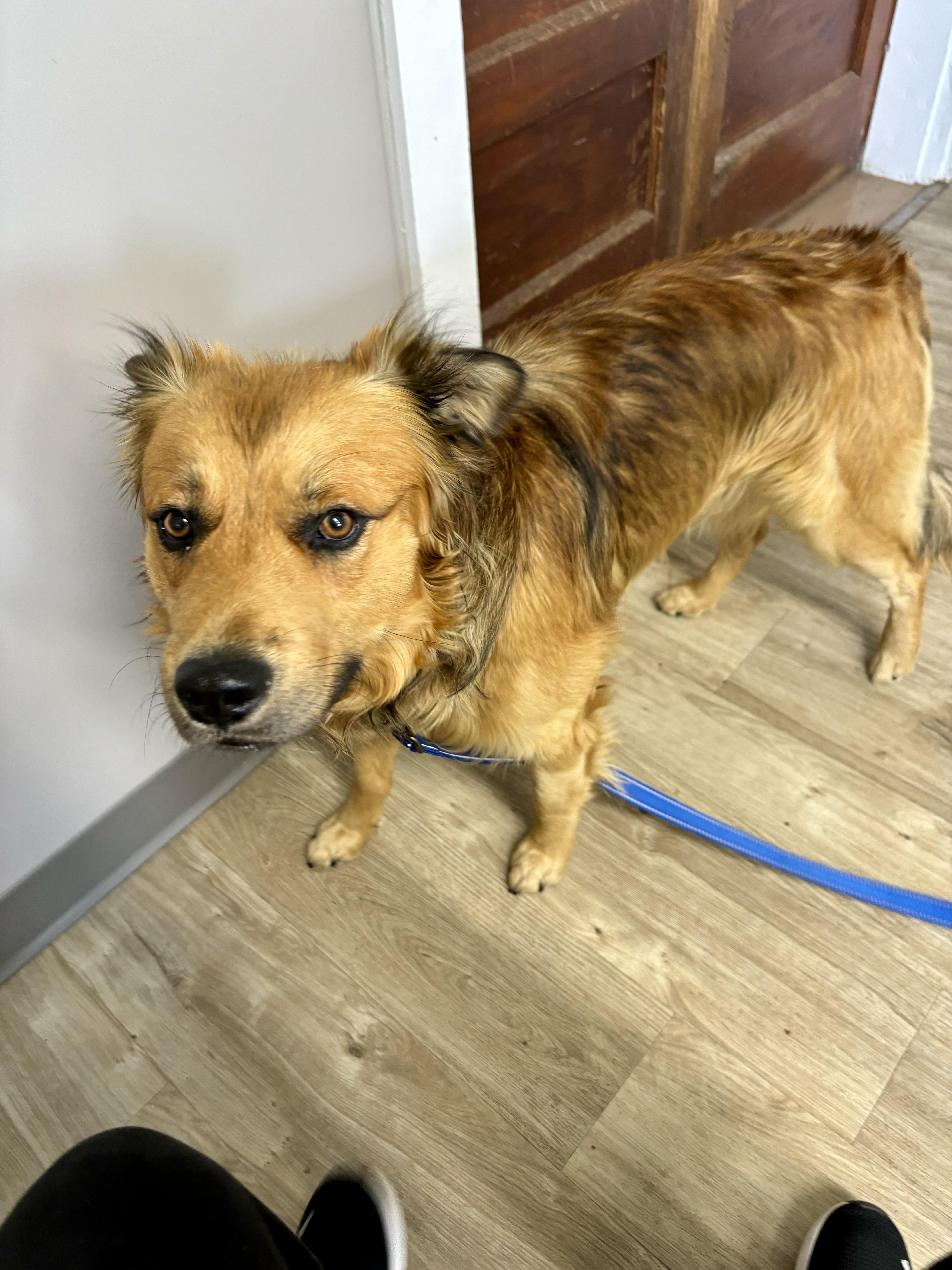 Auggie, an adoptable Shepherd, Golden Retriever in Jamestown, ND, 58402 | Photo Image 4