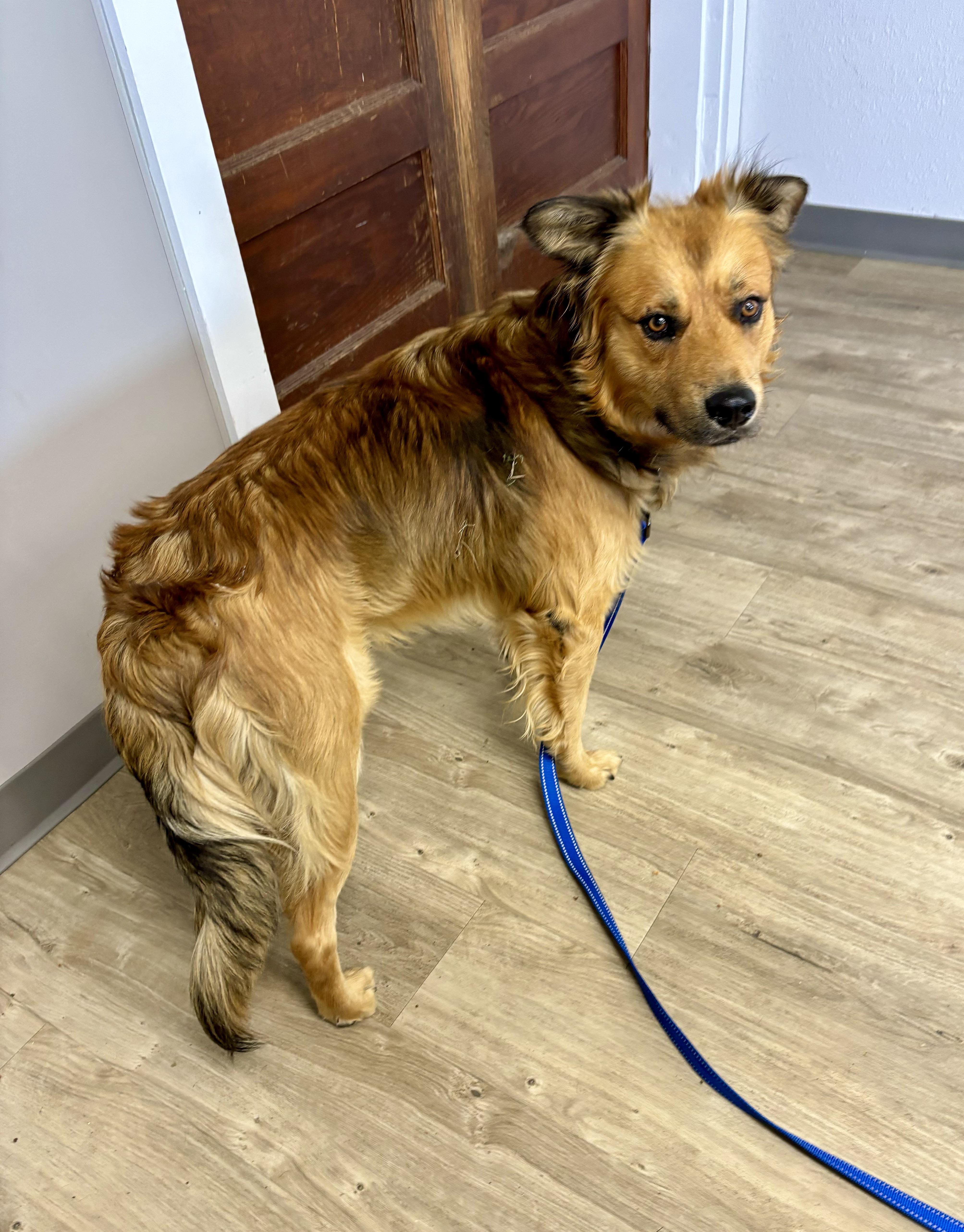 Auggie, an adoptable Shepherd, Golden Retriever in Jamestown, ND, 58402 | Photo Image 5