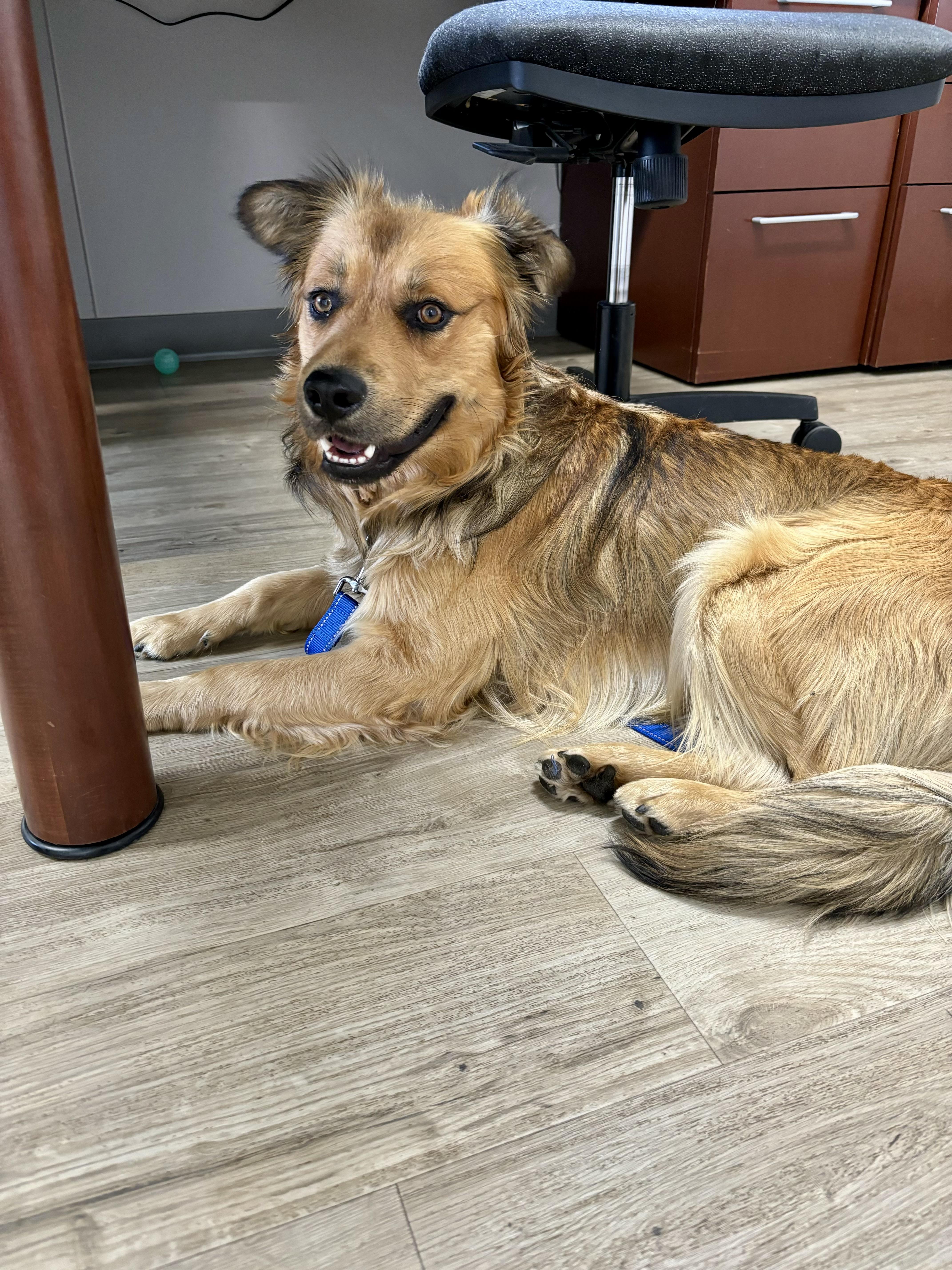 Auggie, Adoptable, Adult Male Shepherd & Golden Retriever.
