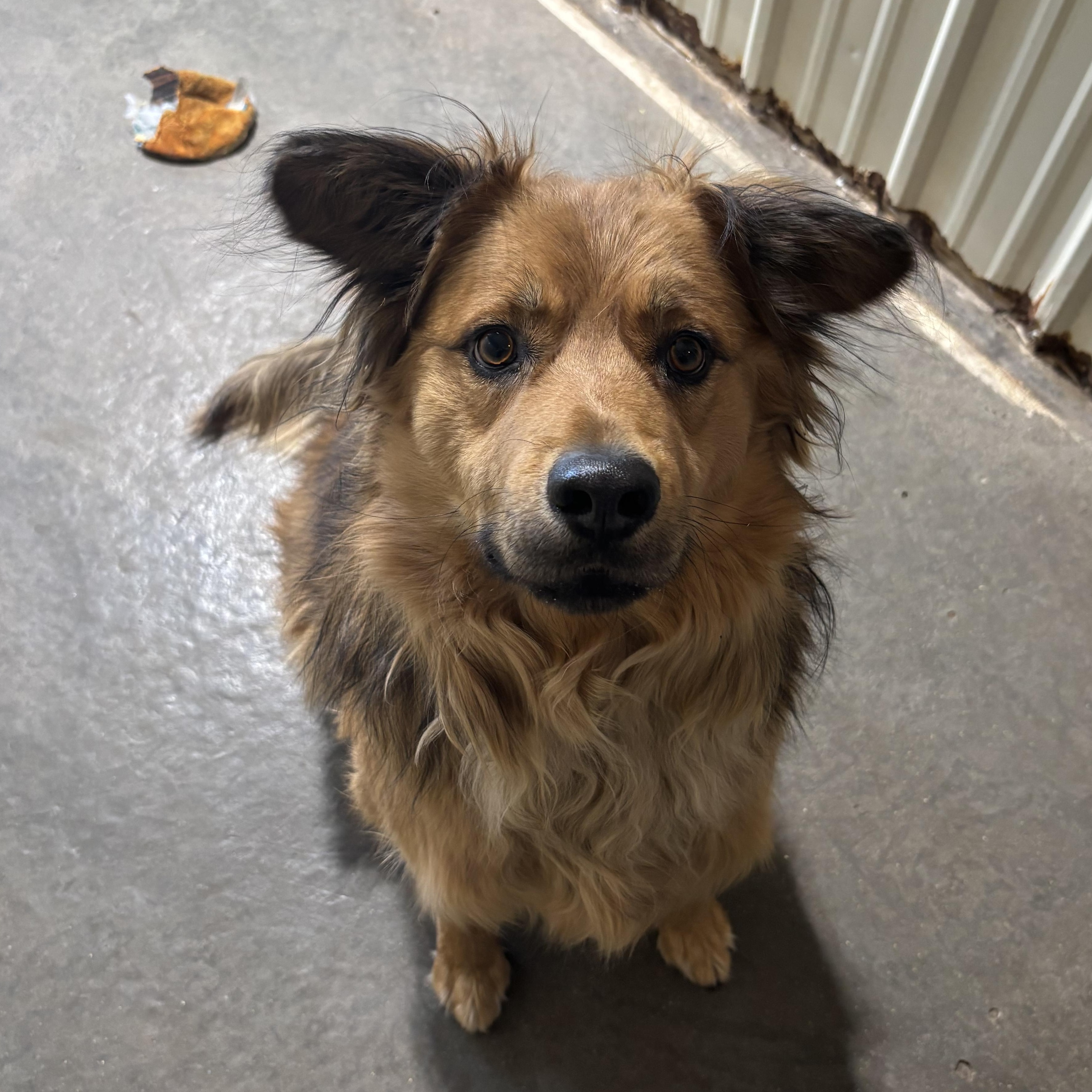 Enlarge Auggie, a Adoptable mixed breed in Jamestown, ND image 2/6
