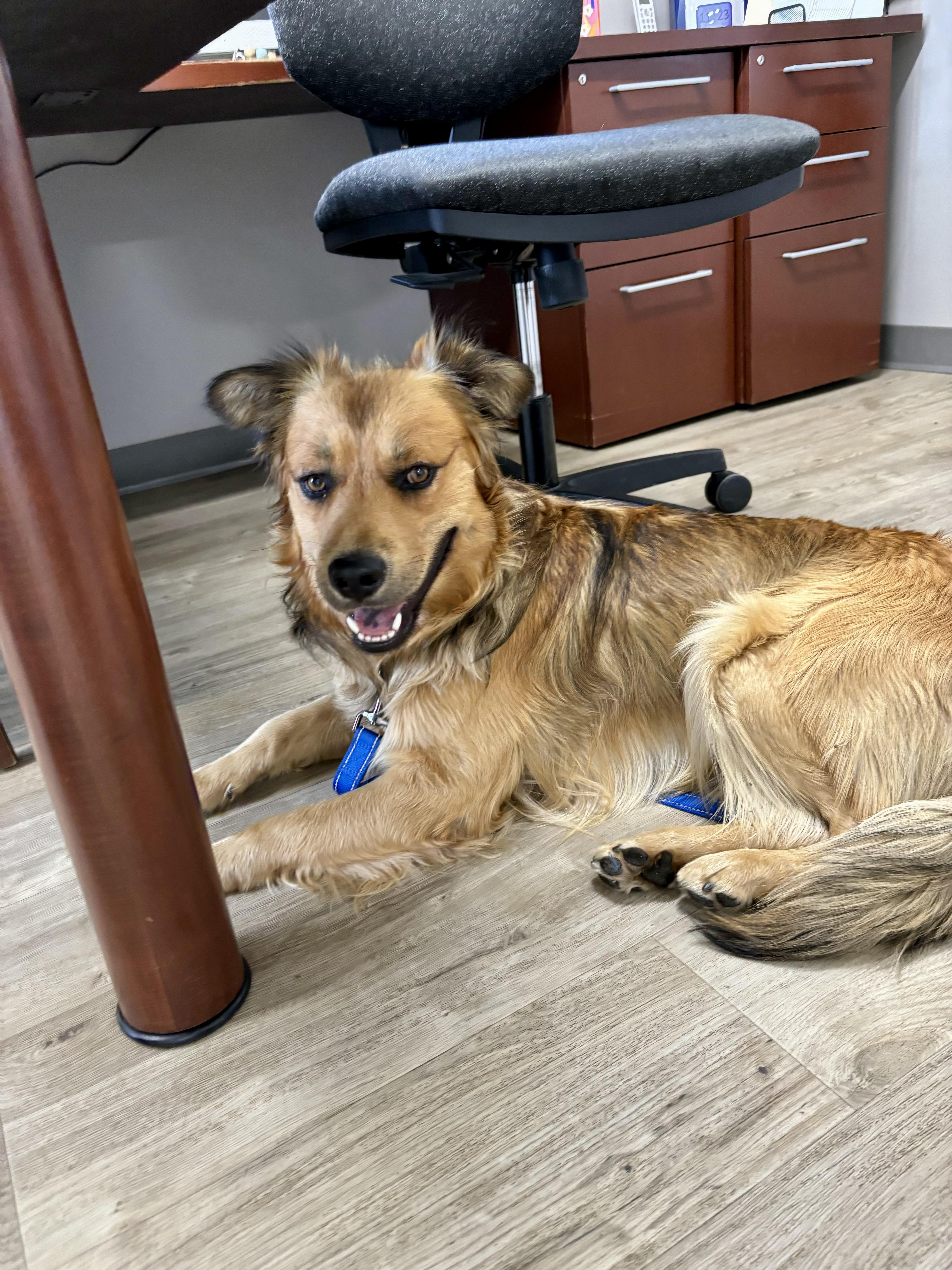 Auggie, an adoptable Shepherd, Golden Retriever in Jamestown, ND, 58402 | Photo Image 3
