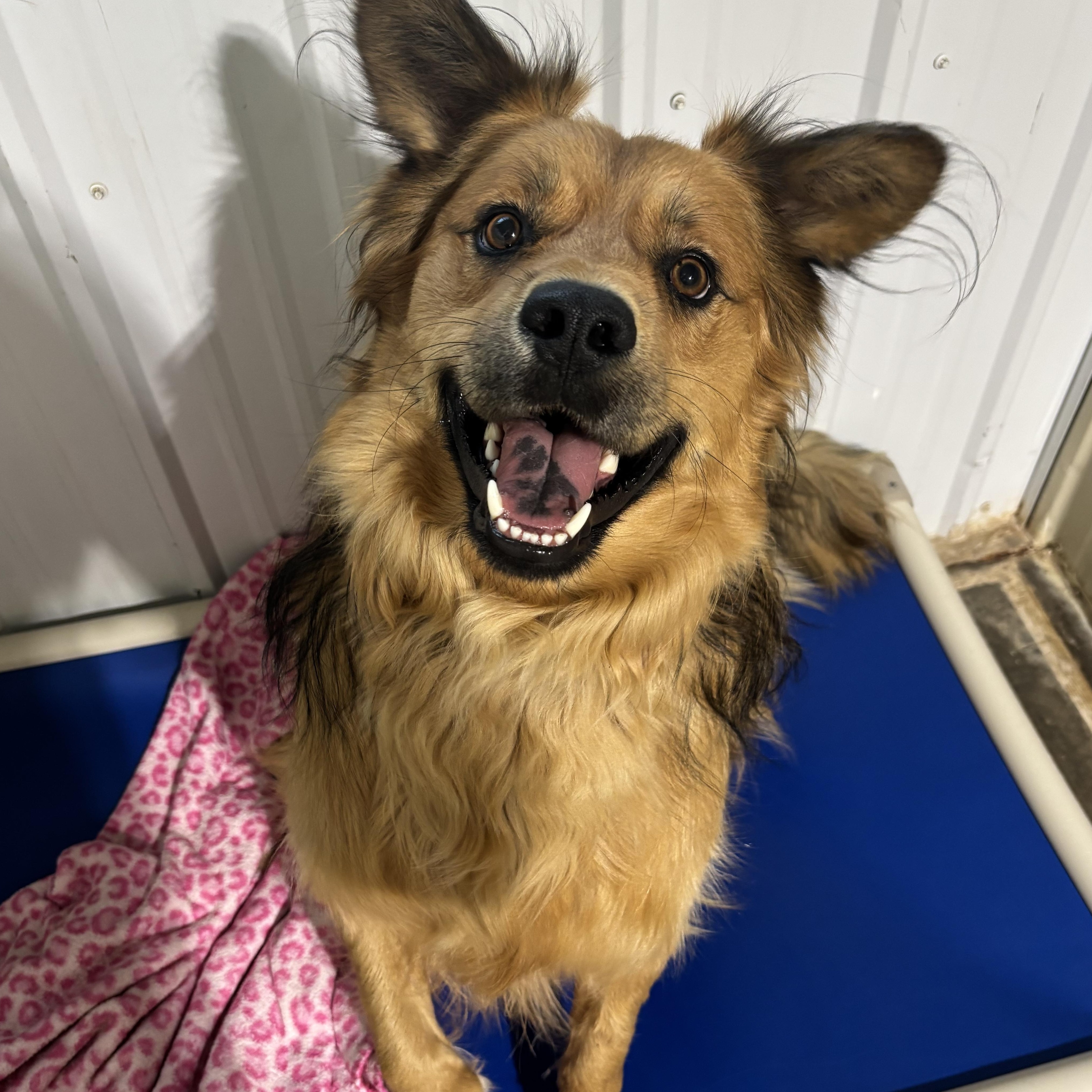 Enlarge Auggie, a Adoptable mixed breed in Jamestown, ND image 2/6