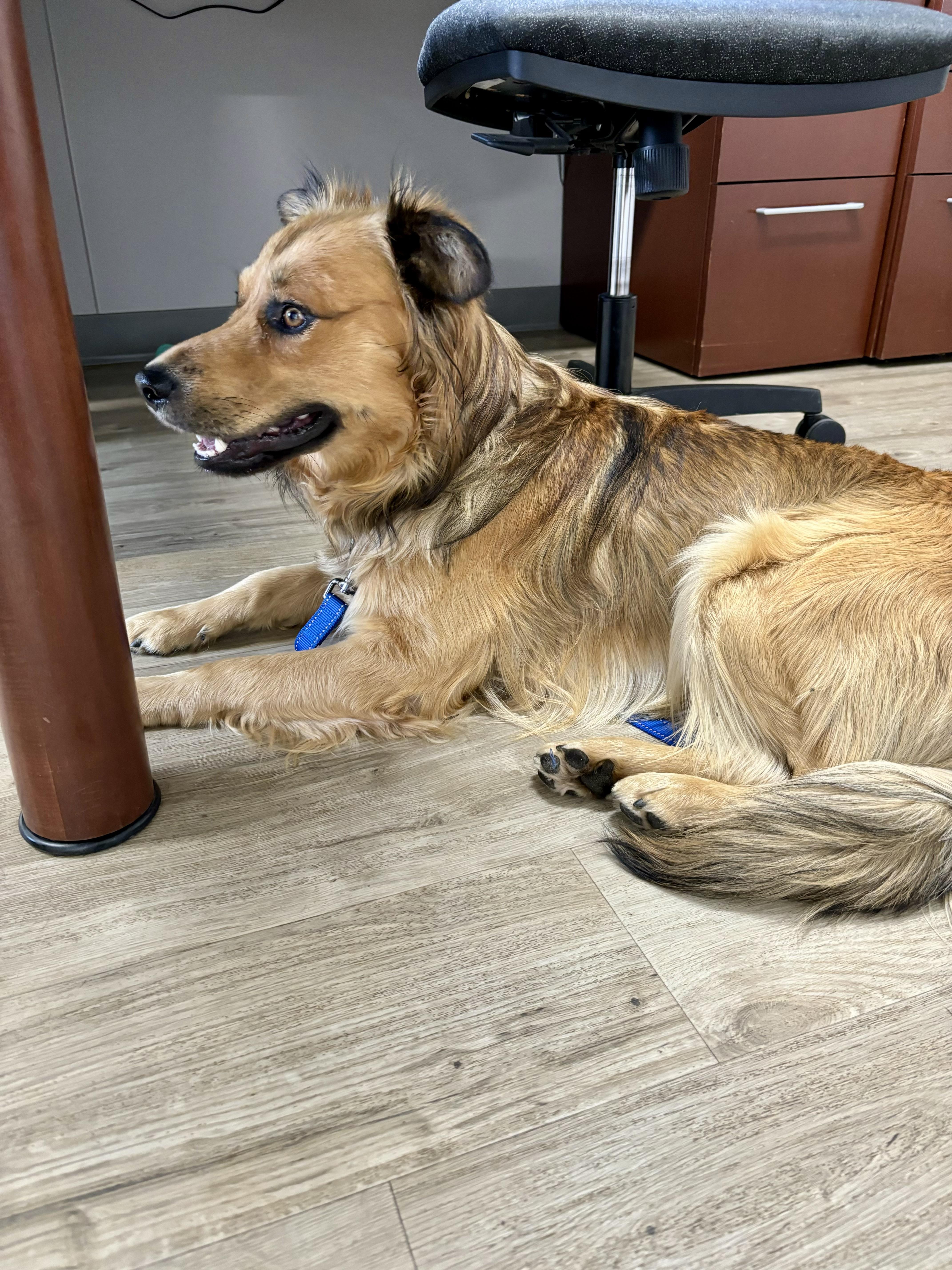 Auggie, an adoptable Shepherd, Golden Retriever in Jamestown, ND, 58402 | Photo Image 2