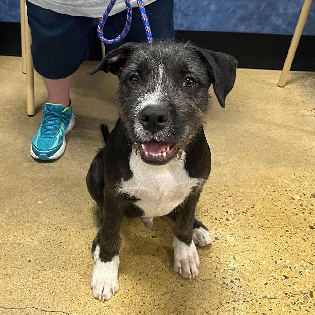 Enlarge Freddy, a Adoptable mixed breed in Yukon, OK image 4/4