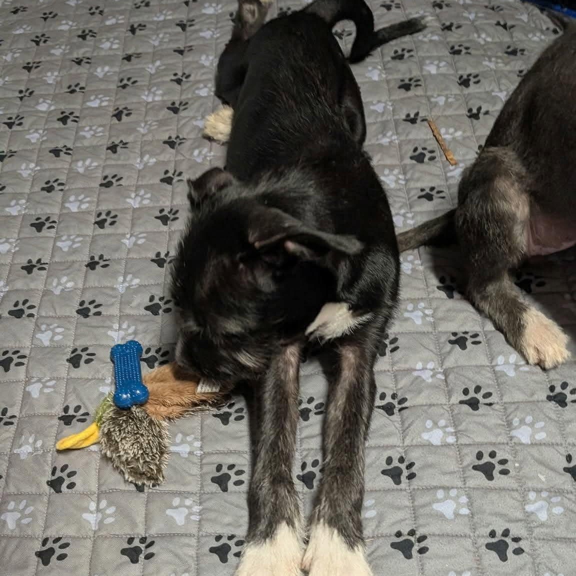 Enlarge Freddy, a Adoptable mixed breed in Yukon, OK image 3/5