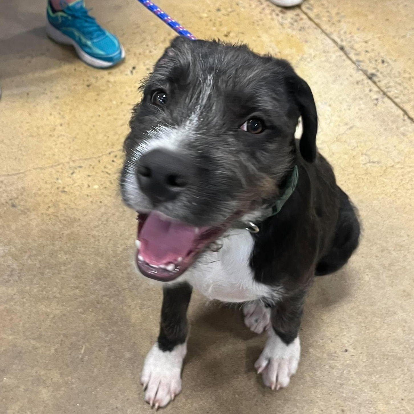 Freddy, Adoptable, Puppy Male Labrador Retriever & Wirehaired Terrier.