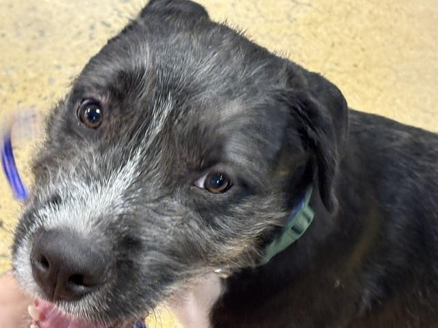 Enlarge Freddy, a Adoptable mixed breed in Yukon, OK image 2/4