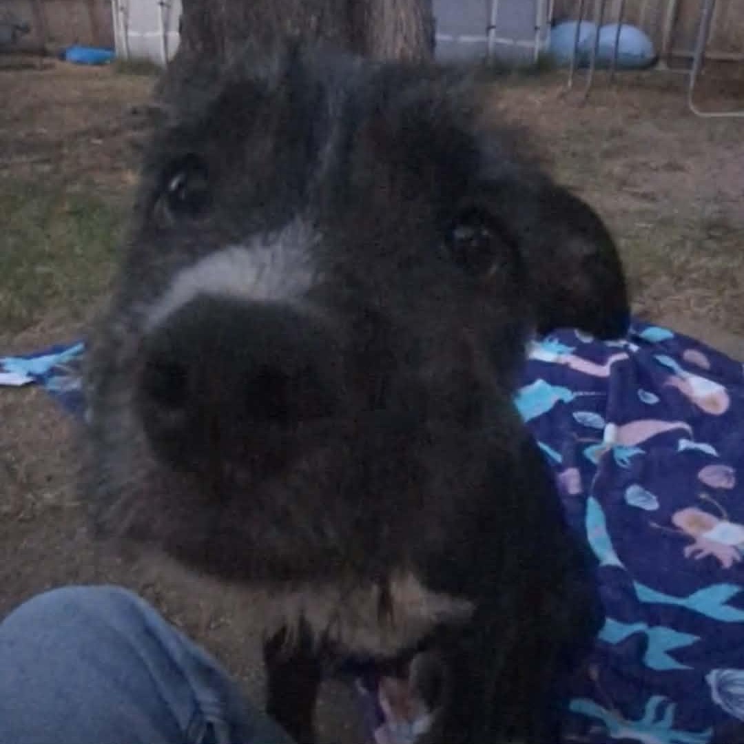 Enlarge Freddy, a Adoptable mixed breed in Yukon, OK image 2/5
