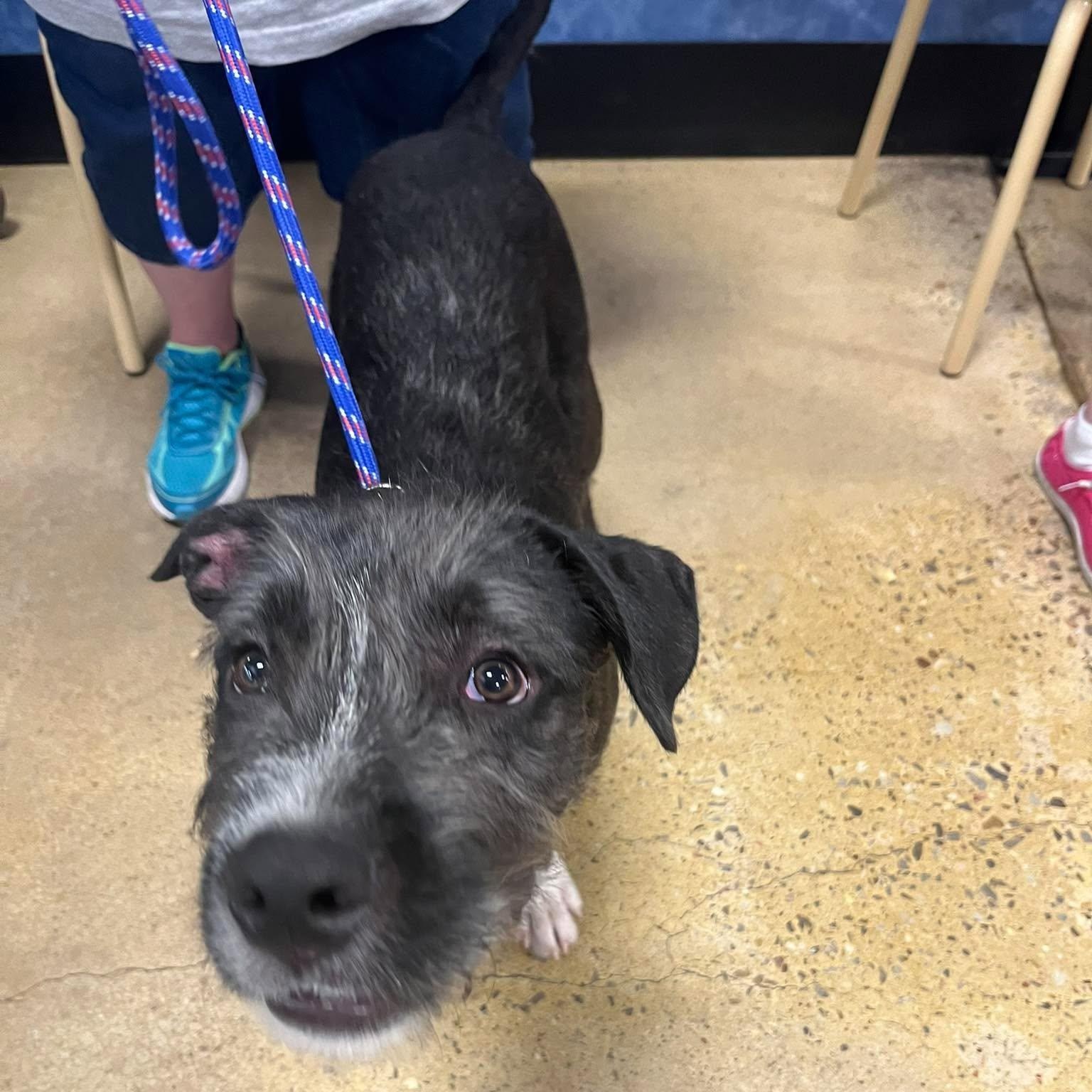 Enlarge Freddy, a Adoptable mixed breed in Yukon, OK image 3/4
