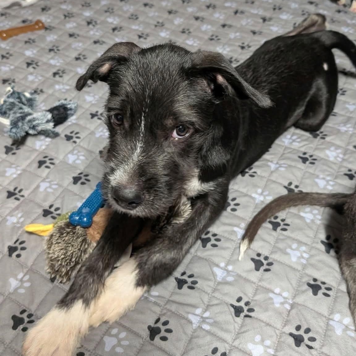 Enlarge Freddy, a Adoptable mixed breed in Yukon, OK image 1/5