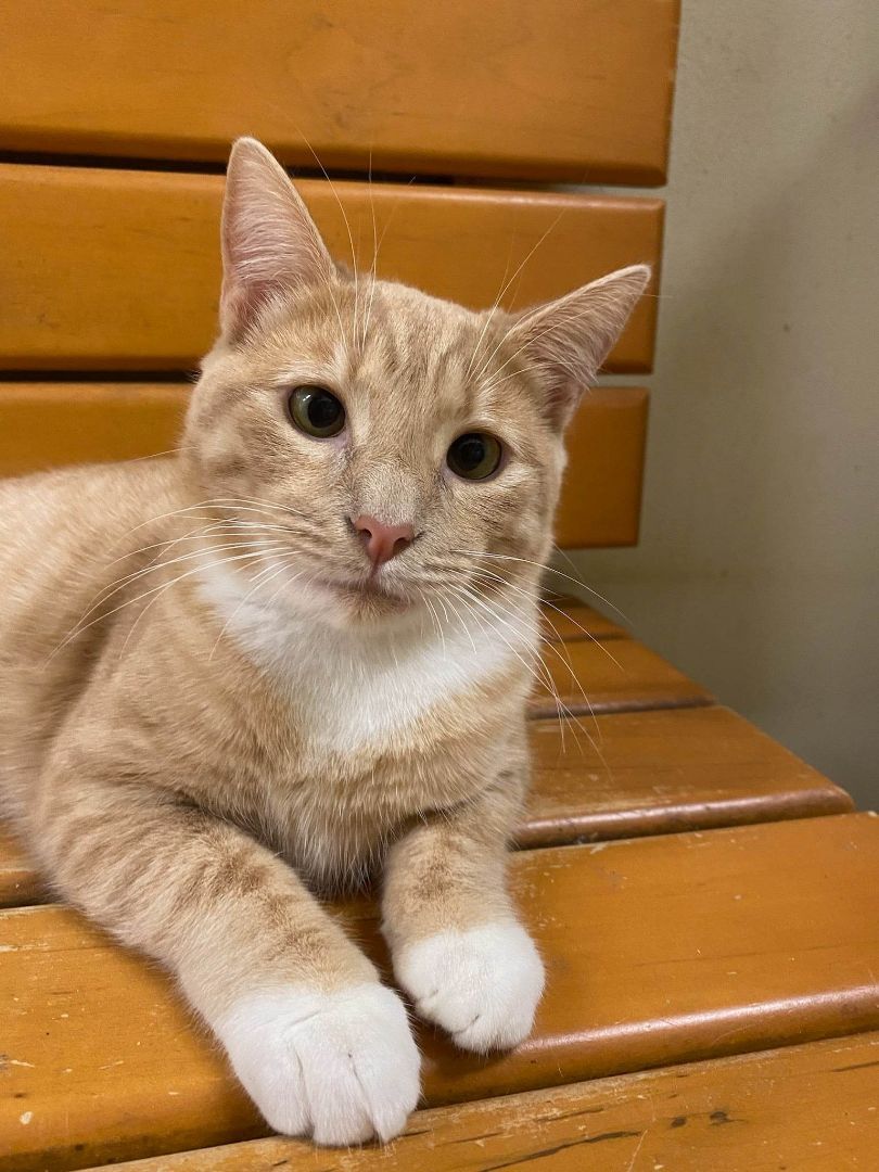 FRED WEASLEY, a Adoptable mixed breed in HEMET, CA image 2/6