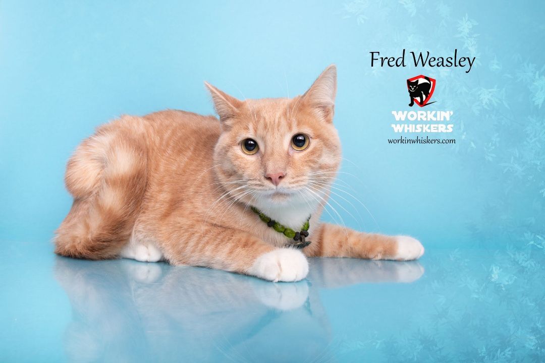 FRED WEASLEY, a Adoptable mixed breed in HEMET, CA image 1/6