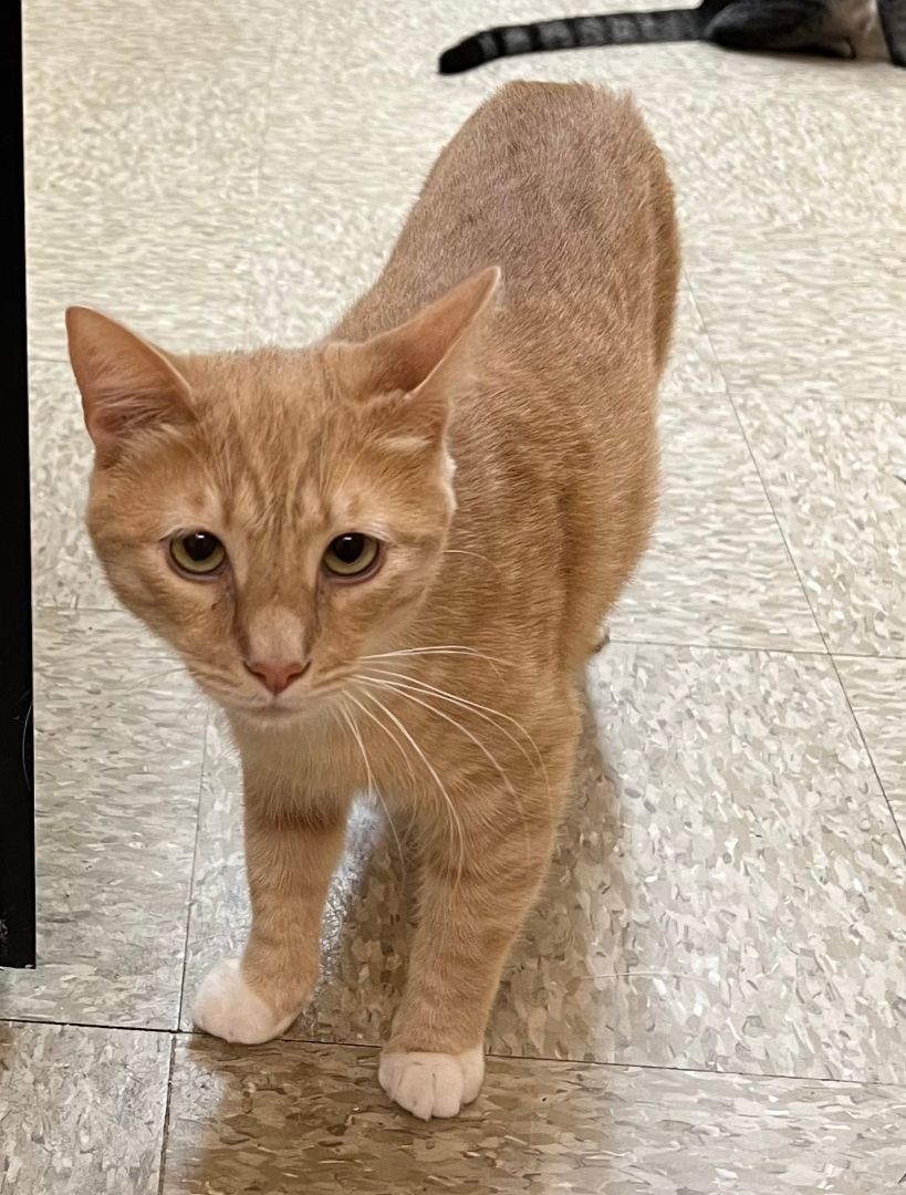 FRED WEASLEY, a Adoptable mixed breed in HEMET, CA image 3/6