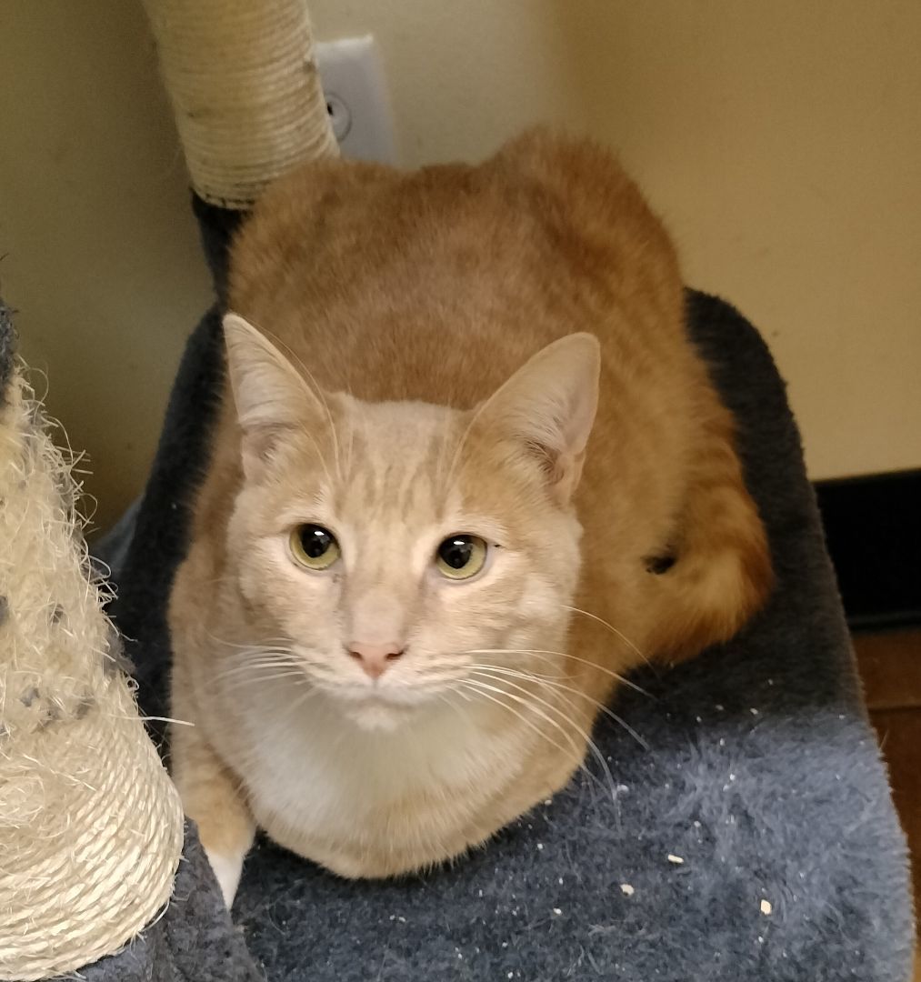 FRED WEASLEY, a Adoptable mixed breed in HEMET, CA image 4/6