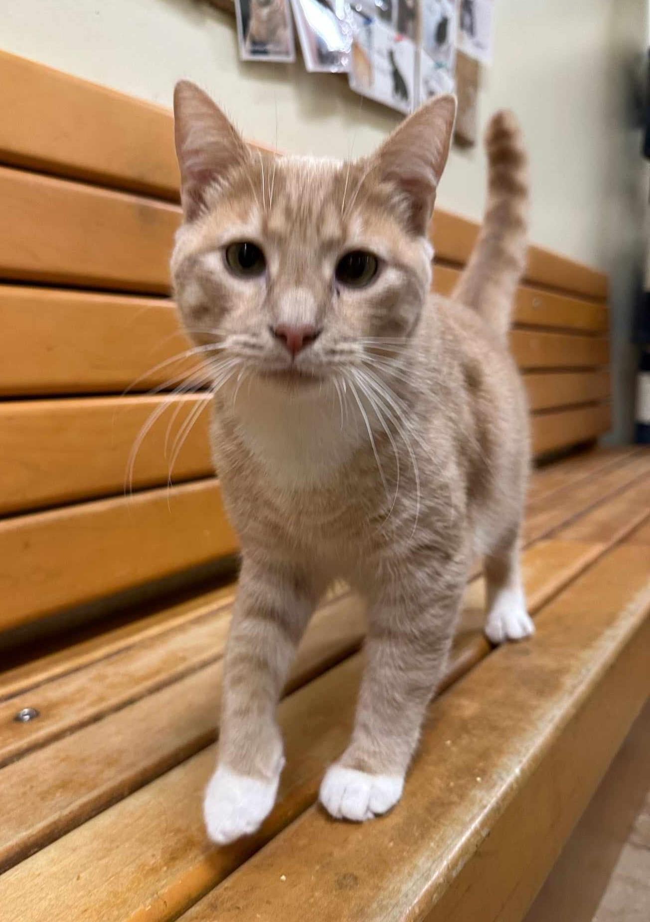 FRED WEASLEY, a Adoptable mixed breed in HEMET, CA image 5/6