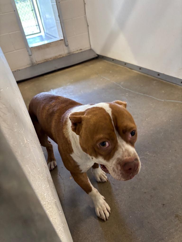 Puppet, Adoptable, Adult Male Pit Bull Terrier.