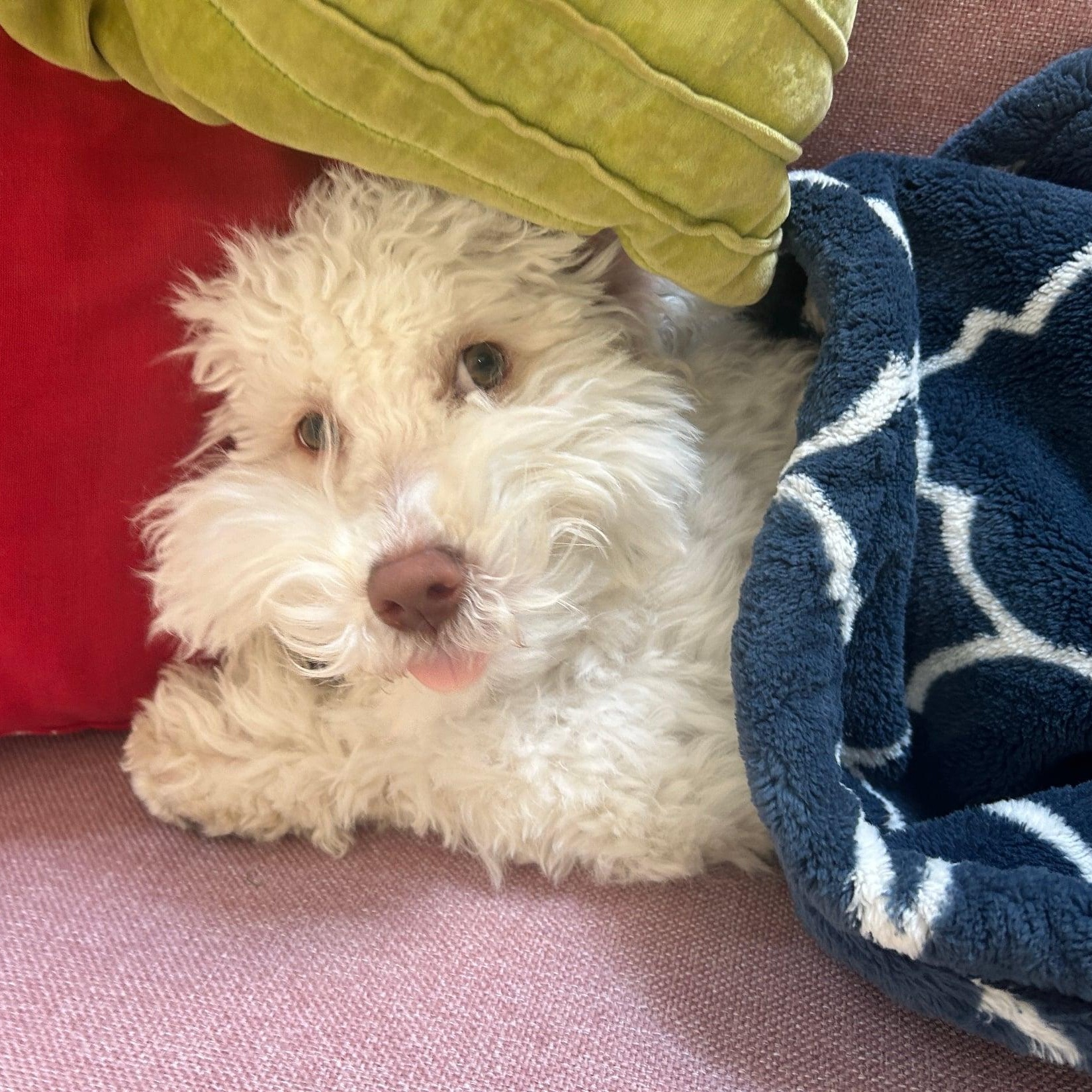 Enlarge Lucky, a ADOPTABLE Maltipoo in Homer Glen, IL image 3/3