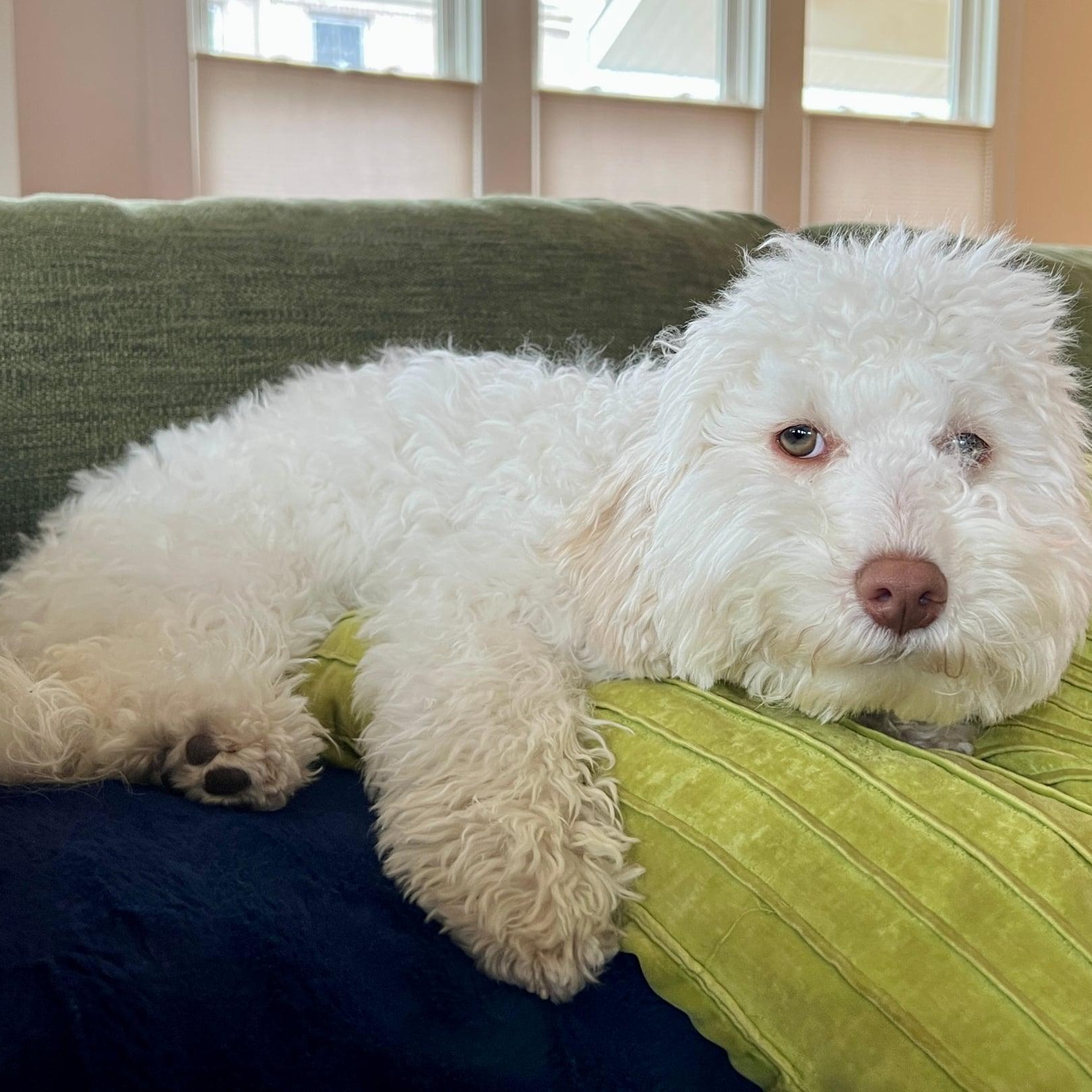 Enlarge Lucky, a ADOPTABLE Maltipoo in Homer Glen, IL image 2/3