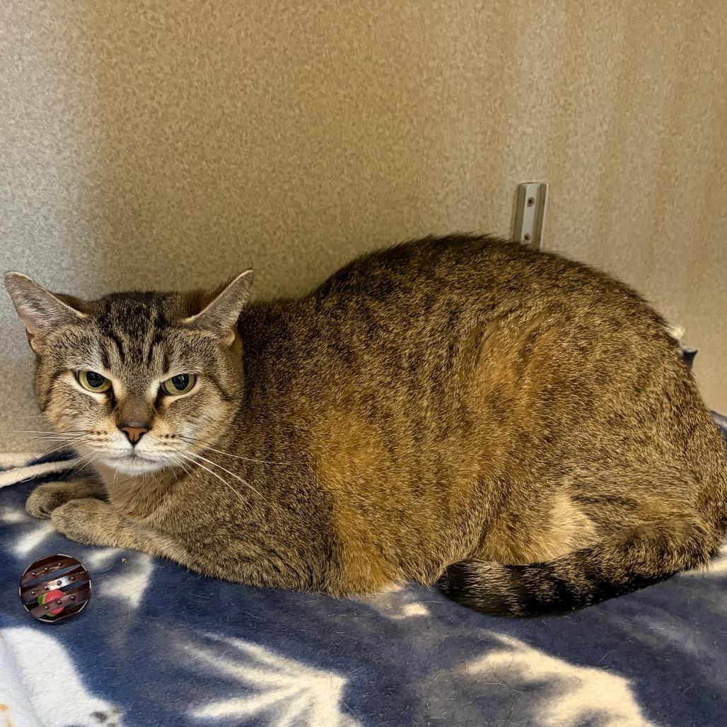 Stray 4/23 A64663, Adoptable, Young Female Domestic Short Hair.