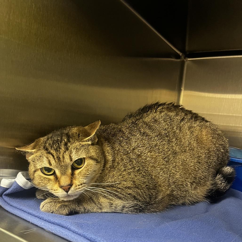 Enlarge Stray 4/23 A64663, a Adoptable Domestic Short Hair in Keizer, OR image 2/2