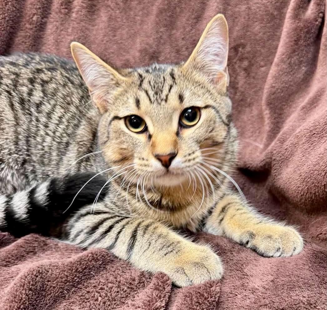 Enlarge Ridge, a Adopted Domestic Short Hair in Alexandria, MN image 1/1