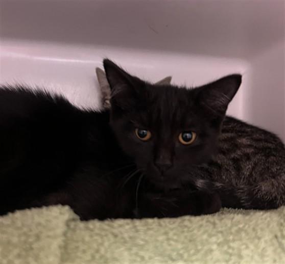 TED, Adoptable, Kitten Male Domestic Short Hair.