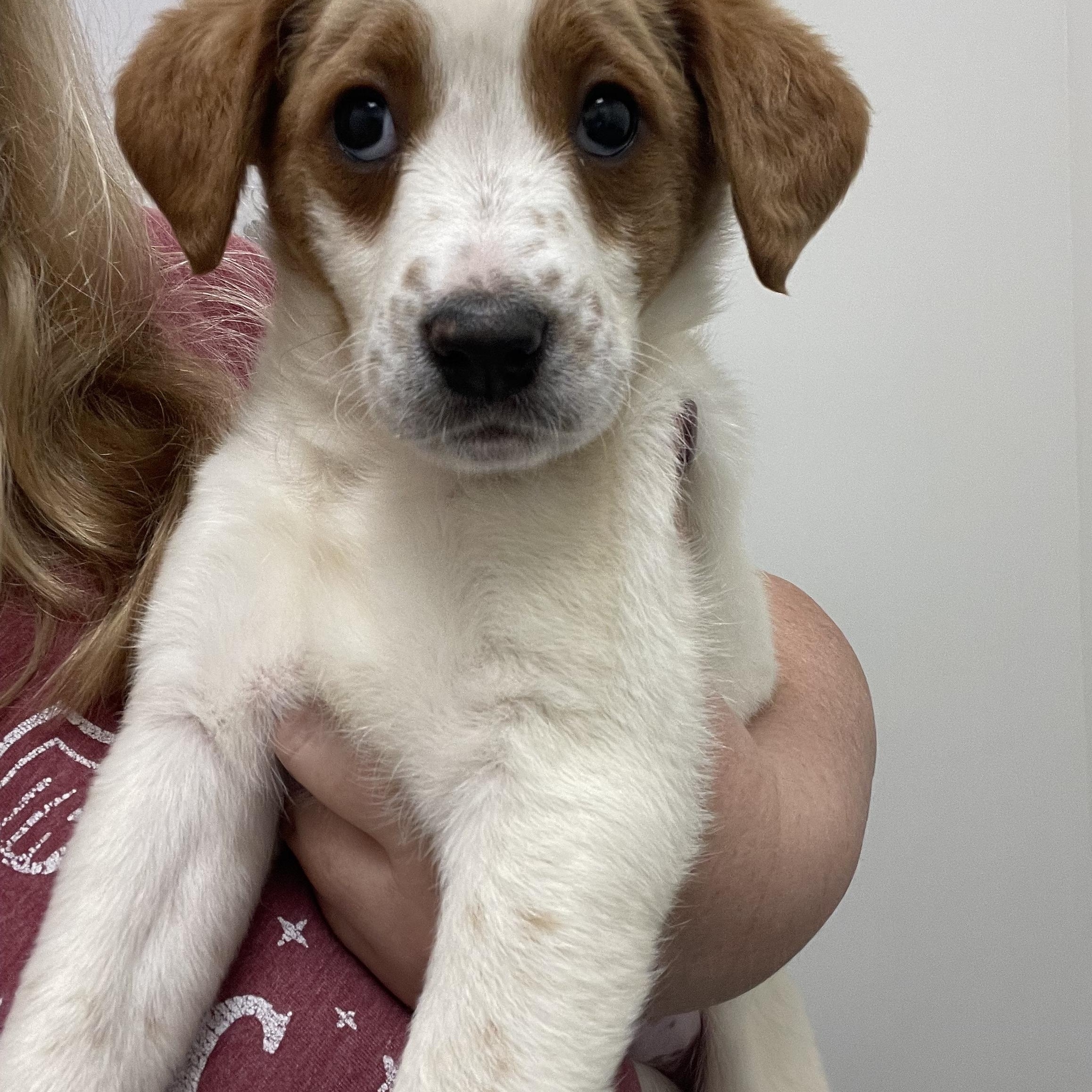 Margot, a ADOPTABLE mixed breed in Woodland Hills, CA image 2/4