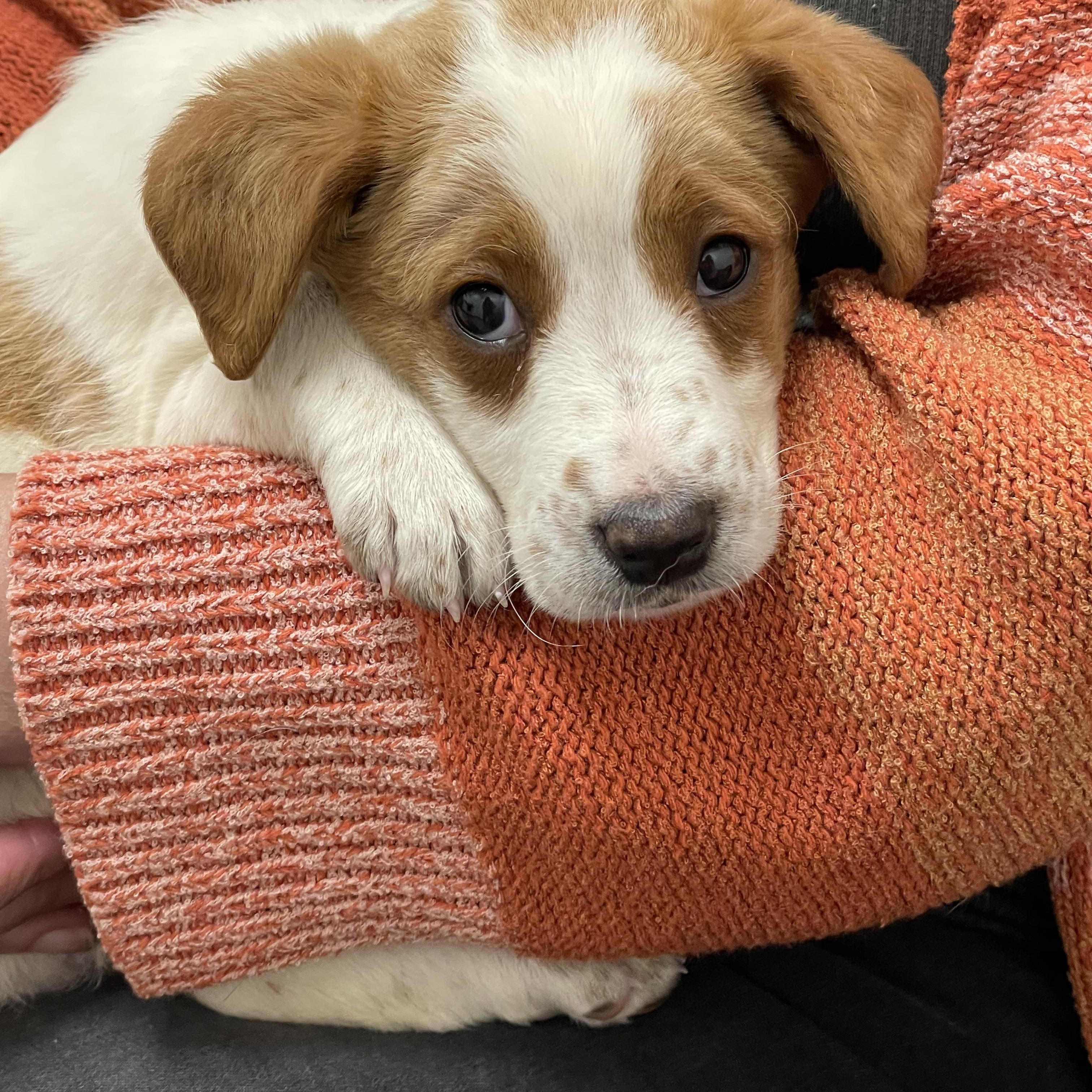 Margot, a ADOPTABLE mixed breed in Woodland Hills, CA image 4/4