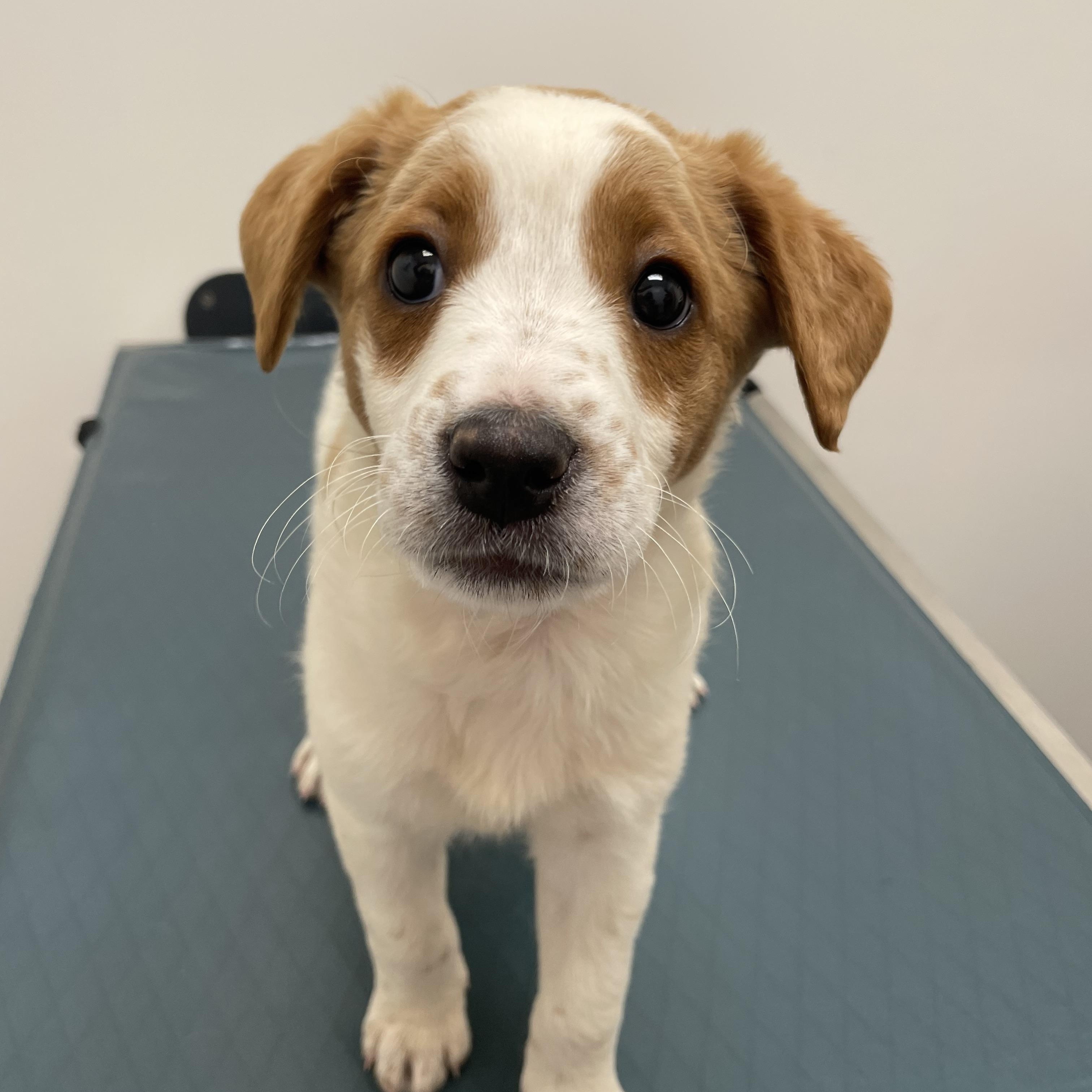 Margot, a ADOPTABLE mixed breed in Woodland Hills, CA image 3/4