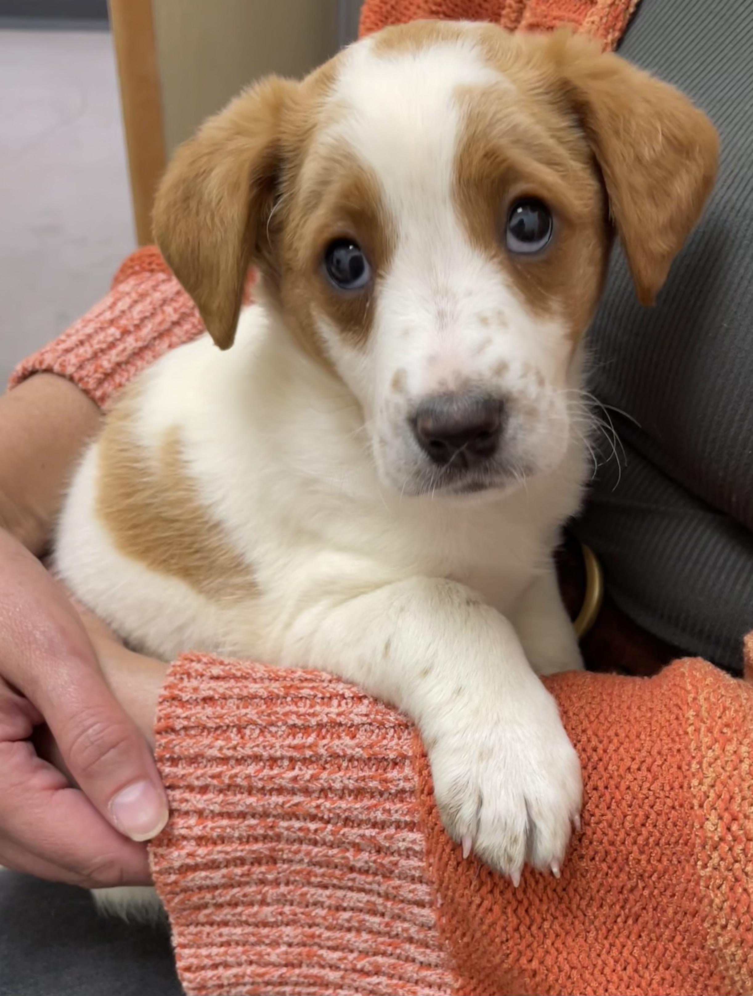 Margot, ADOPTABLE, Puppy Female Australian Cattle Dog / Blue Heeler & Australian Shepherd.
