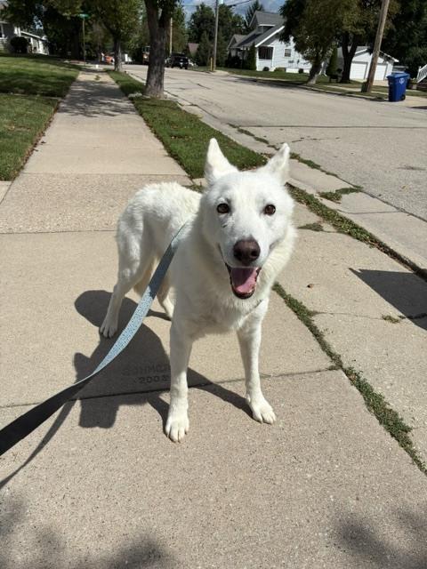 Enlarge Hitachi, a Adoptable German Shepherd Dog in Suamico, WI image 1/3