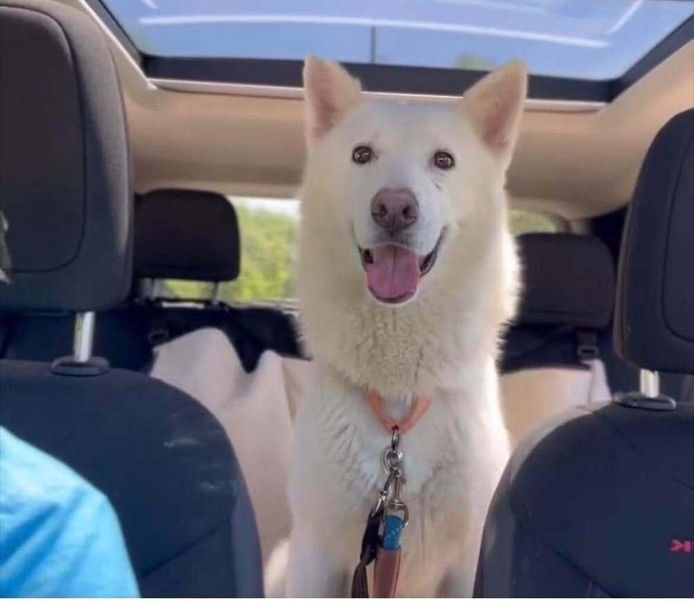 Hitachi, Adoptable, Adult Male German Shepherd Dog.