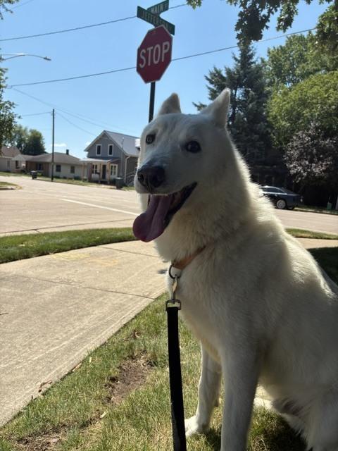 Enlarge Hitachi, a Adoptable German Shepherd Dog in Suamico, WI image 3/3