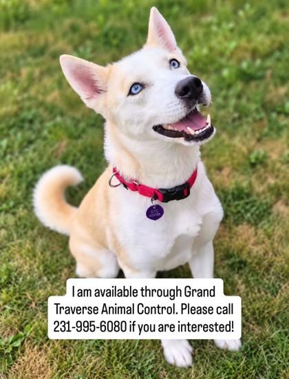 Sitka 3974, Adoptable, Young Female Siberian Husky & Mixed Breed.
