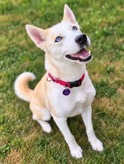 Enlarge Sitka 3974, a Adoptable mixed breed in Traverse City, MI image 2/2