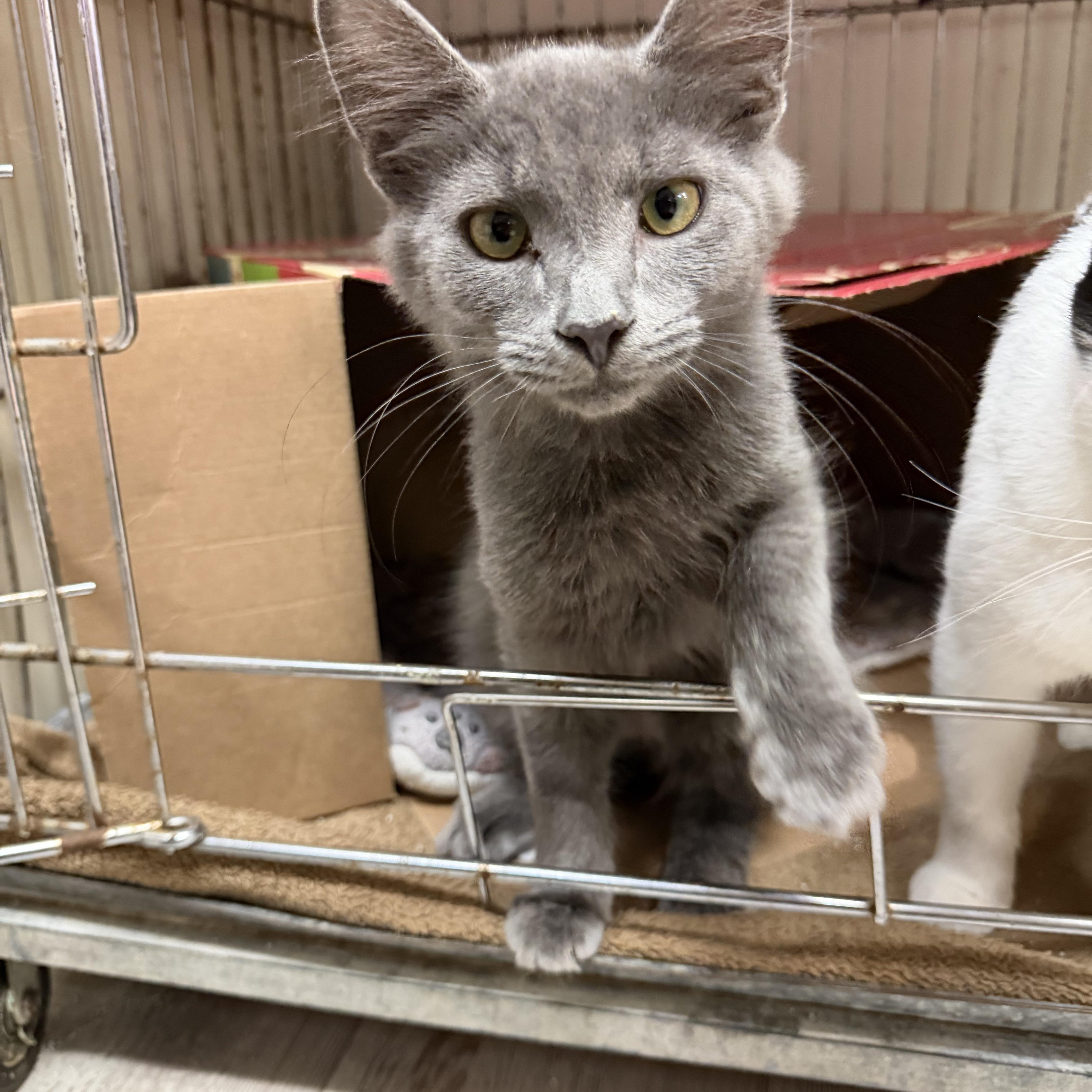 Enlarge Aurora, a ADOPTABLE Domestic Long Hair in Madison, WI image 2/4