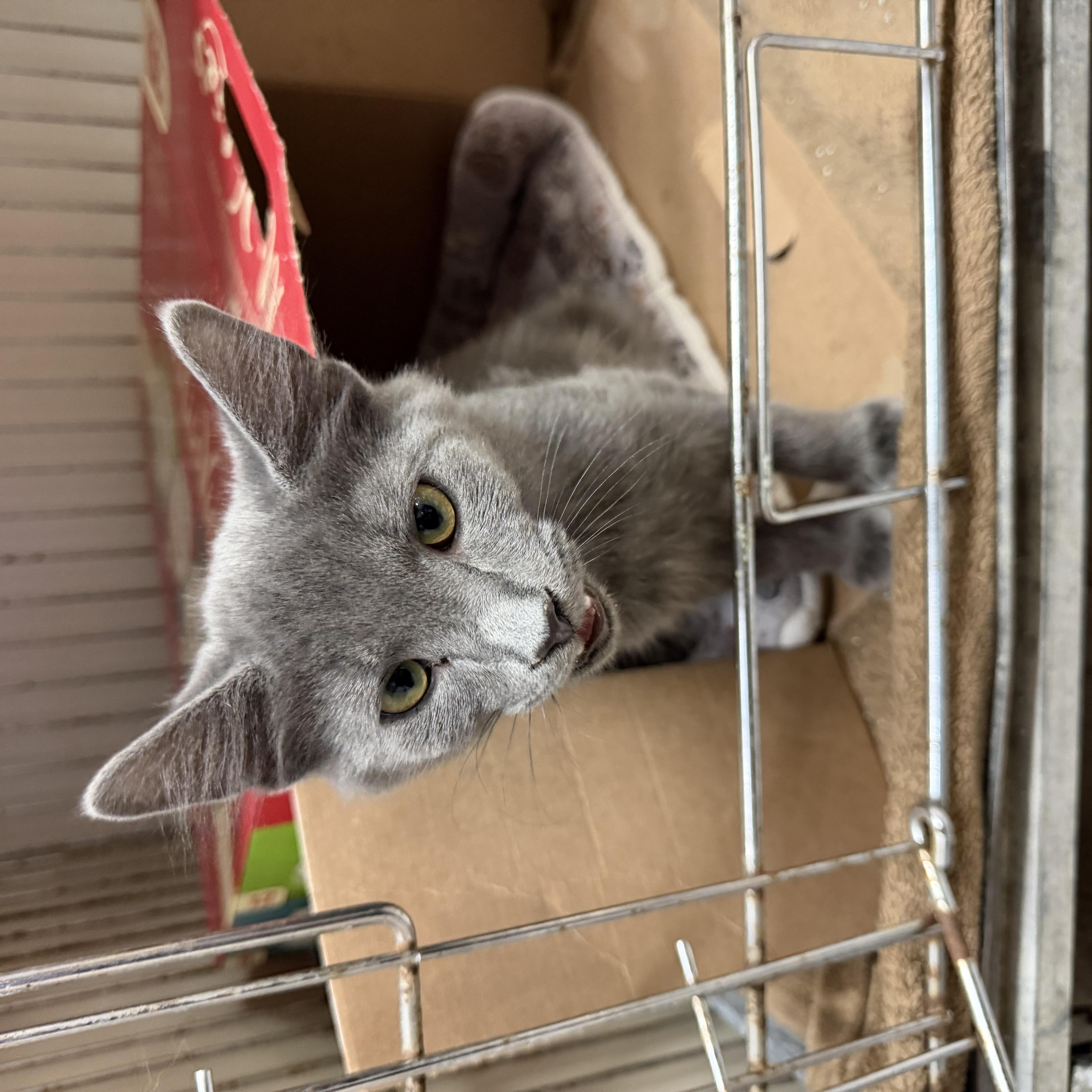 Enlarge Aurora, a ADOPTABLE Domestic Long Hair in Madison, WI image 4/4