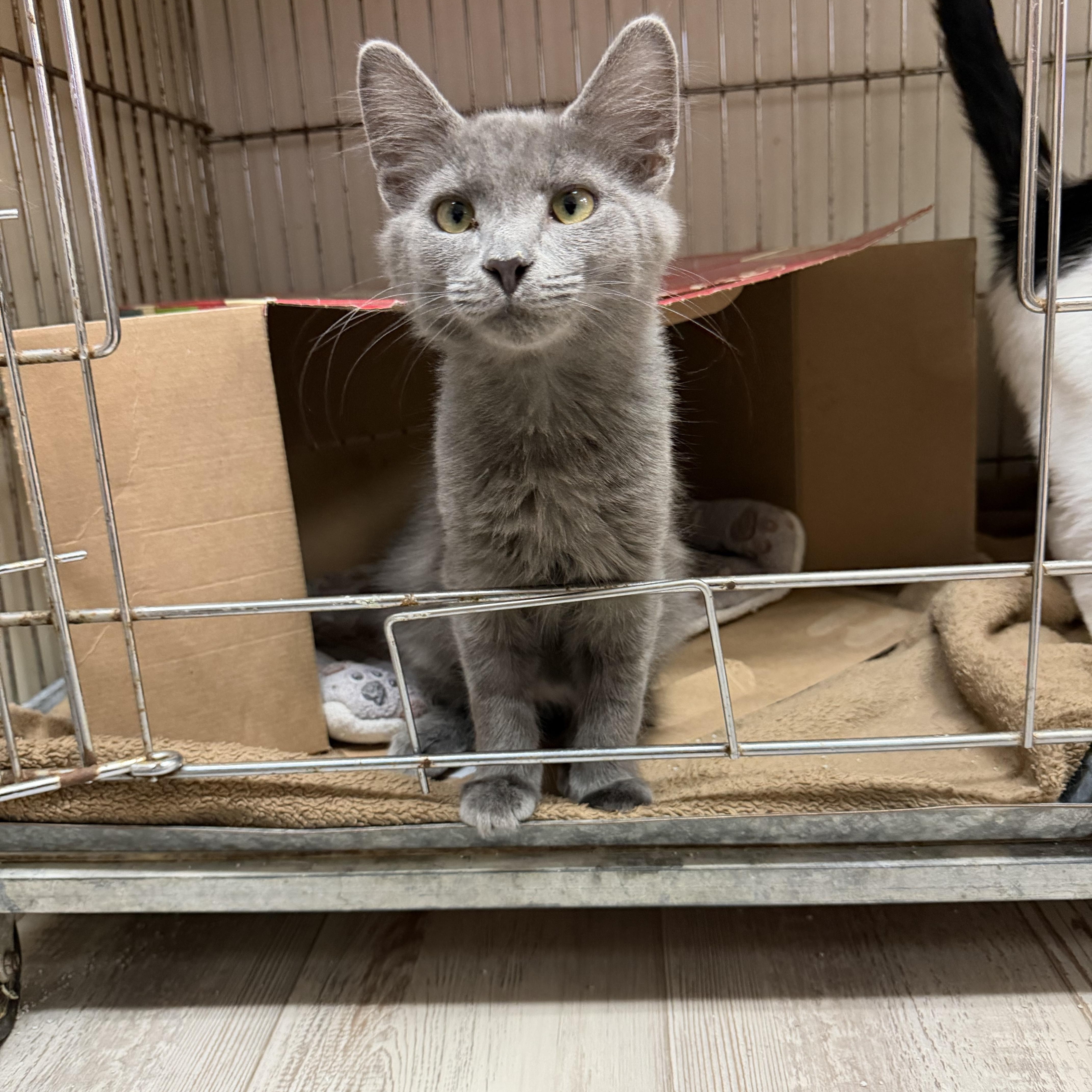 Aurora, ADOPTABLE, Kitten Female Domestic Long Hair.