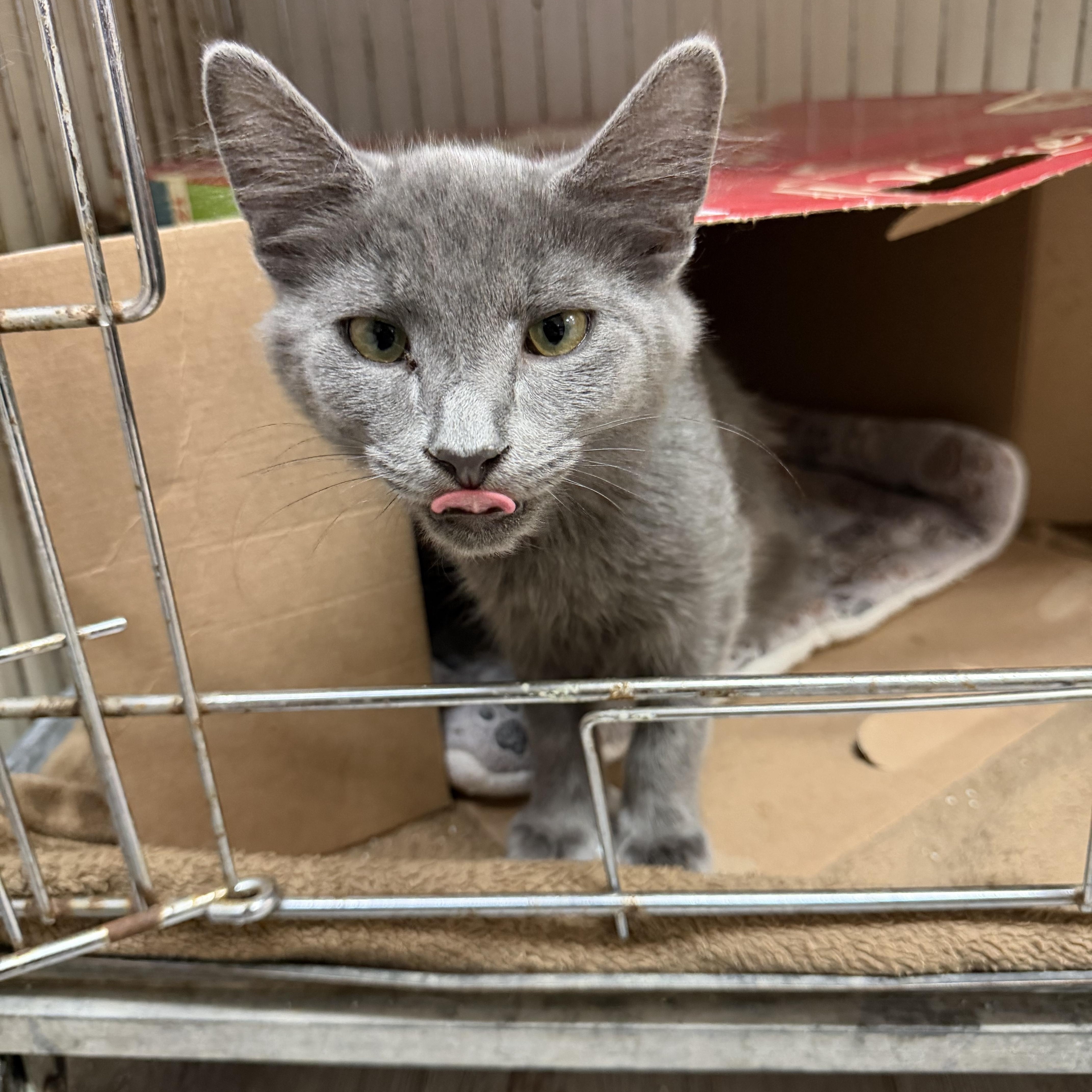 Enlarge Aurora, a ADOPTABLE Domestic Long Hair in Madison, WI image 3/4