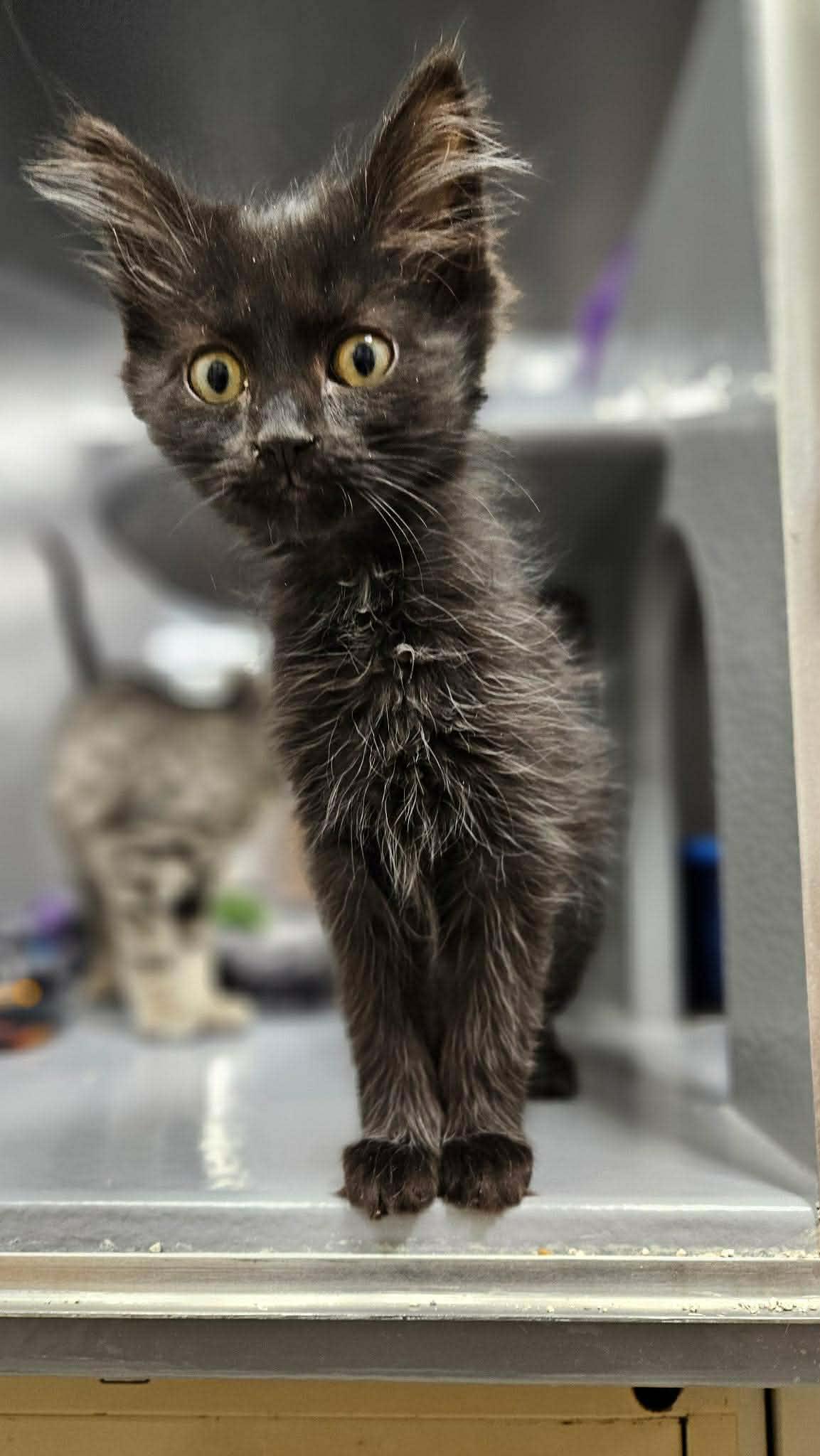 Vada, adopted, Young Female Domestic Medium Hair.