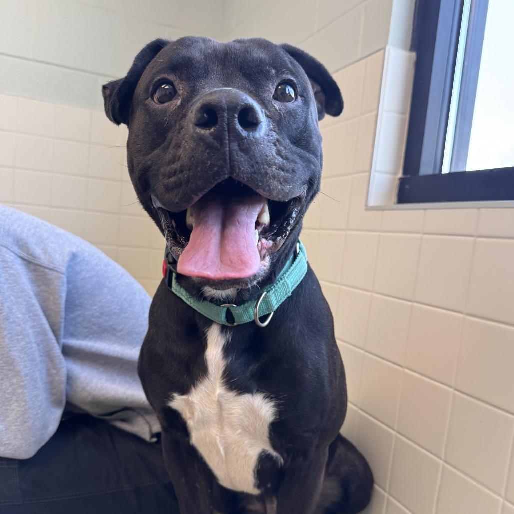 Enlarge Johnny Depp, a Adoptable mixed breed in Melbourne, KY image 1/6