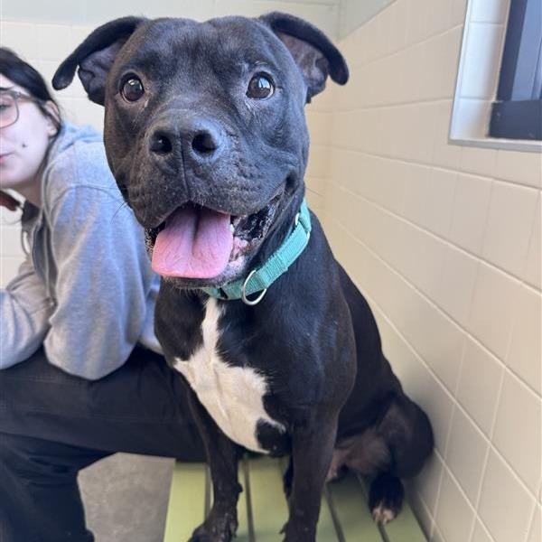 Enlarge Johnny Depp, a Adoptable mixed breed in Melbourne, KY image 2/6