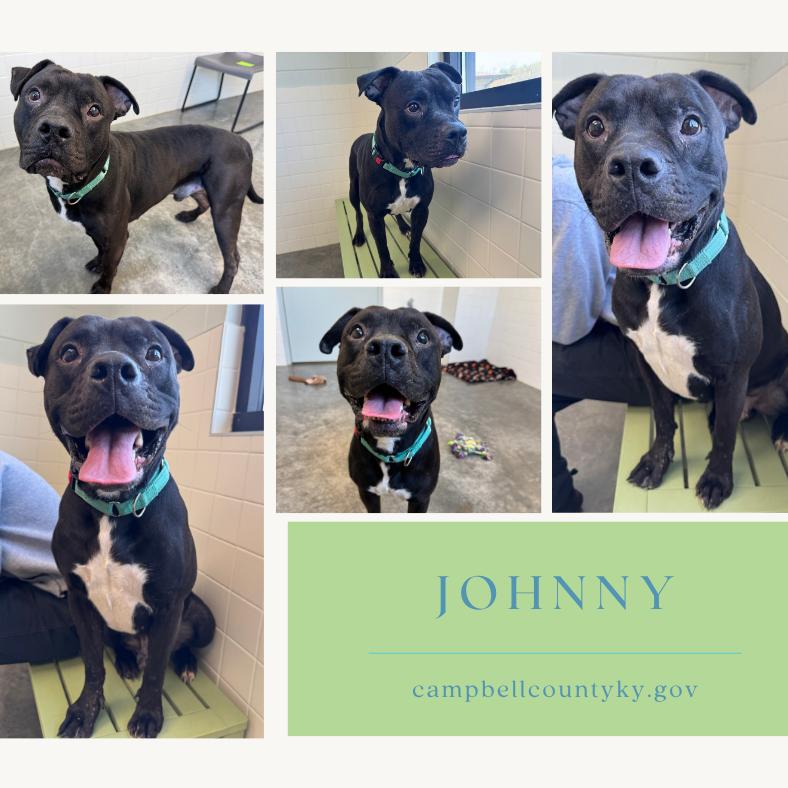 Enlarge Johnny Depp, a Adoptable mixed breed in Melbourne, KY image 3/6