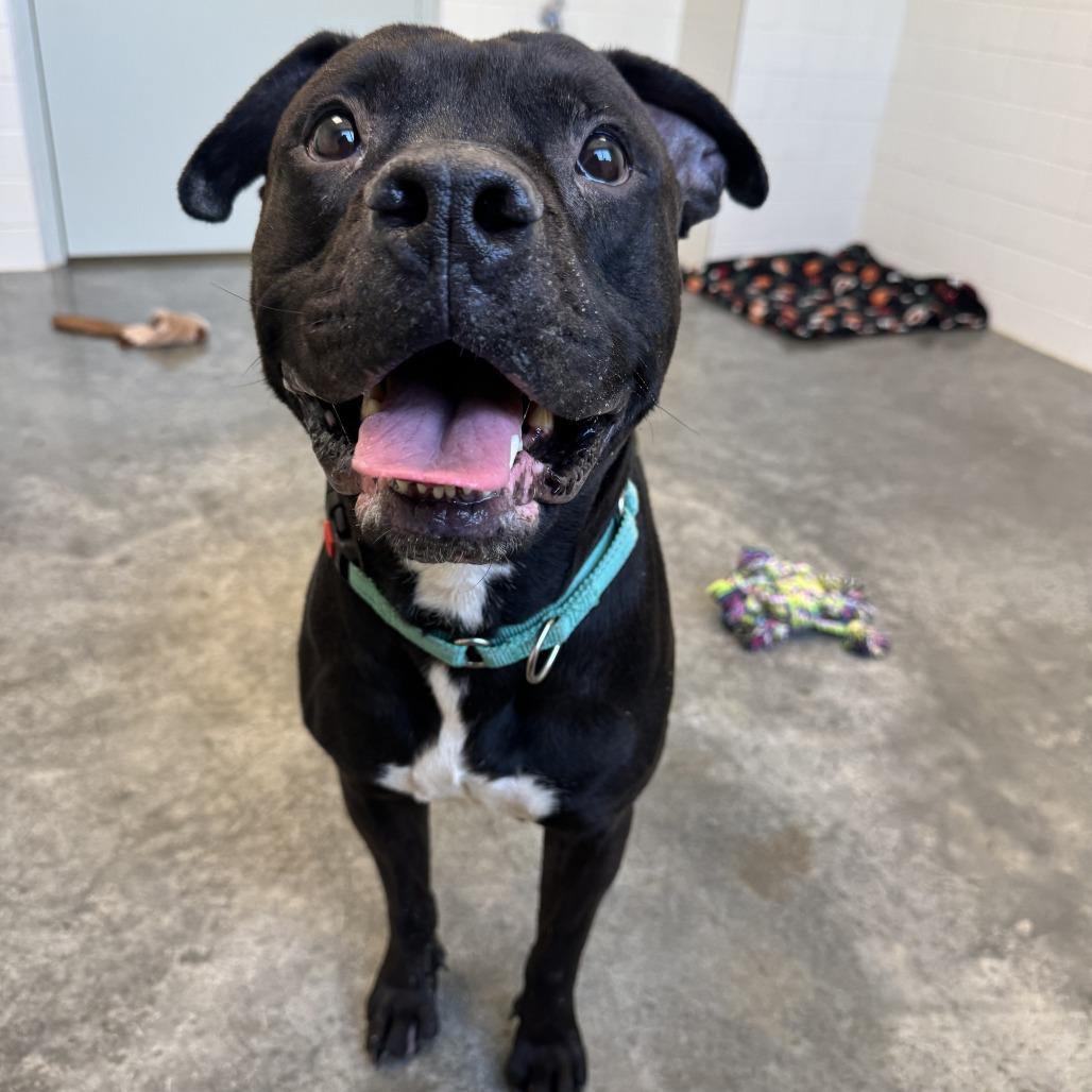 Enlarge Johnny Depp, a Adoptable mixed breed in Melbourne, KY image 5/6