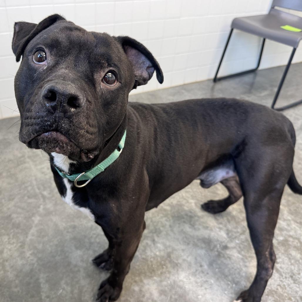 Enlarge Johnny Depp, a Adoptable mixed breed in Melbourne, KY image 6/6