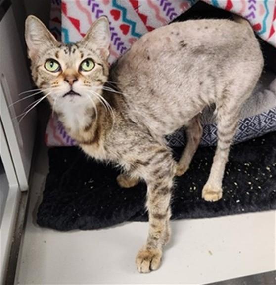 BUNNY, Adoptable, Young Female Domestic Short Hair.
