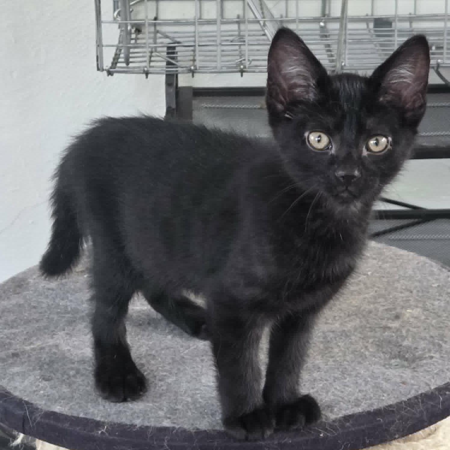 Enlarge Obsidian aka "Sid", a Adoptable mixed breed in Harrisburg, PA image 4/6