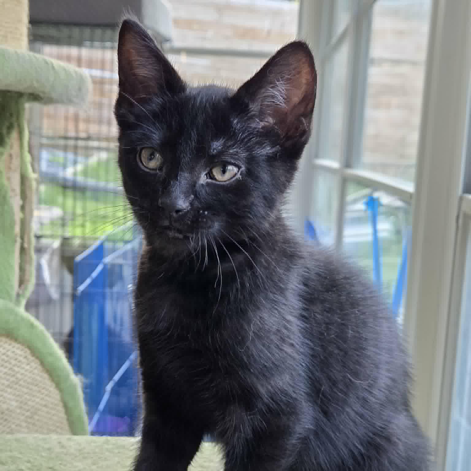Obsidian aka "Sid", Adoptable, Kitten Male Tabby & Domestic Short Hair.