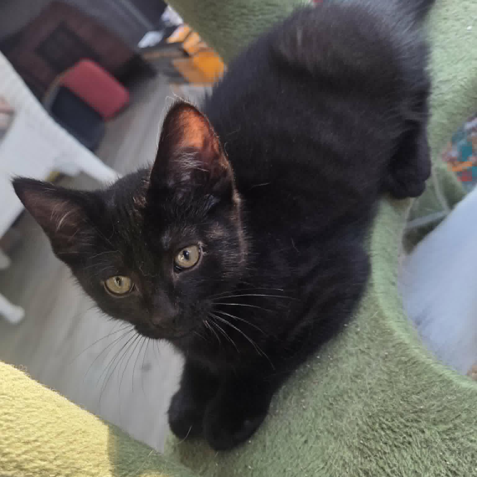 Enlarge Obsidian aka "Sid", a Adoptable mixed breed in Harrisburg, PA image 3/6